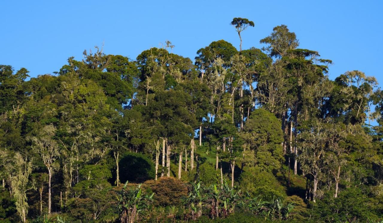 Arte De Plumas Birding Lodge Cartago Eksteriør bilde