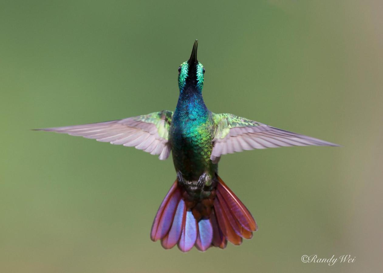 Arte De Plumas Birding Lodge Cartago Eksteriør bilde