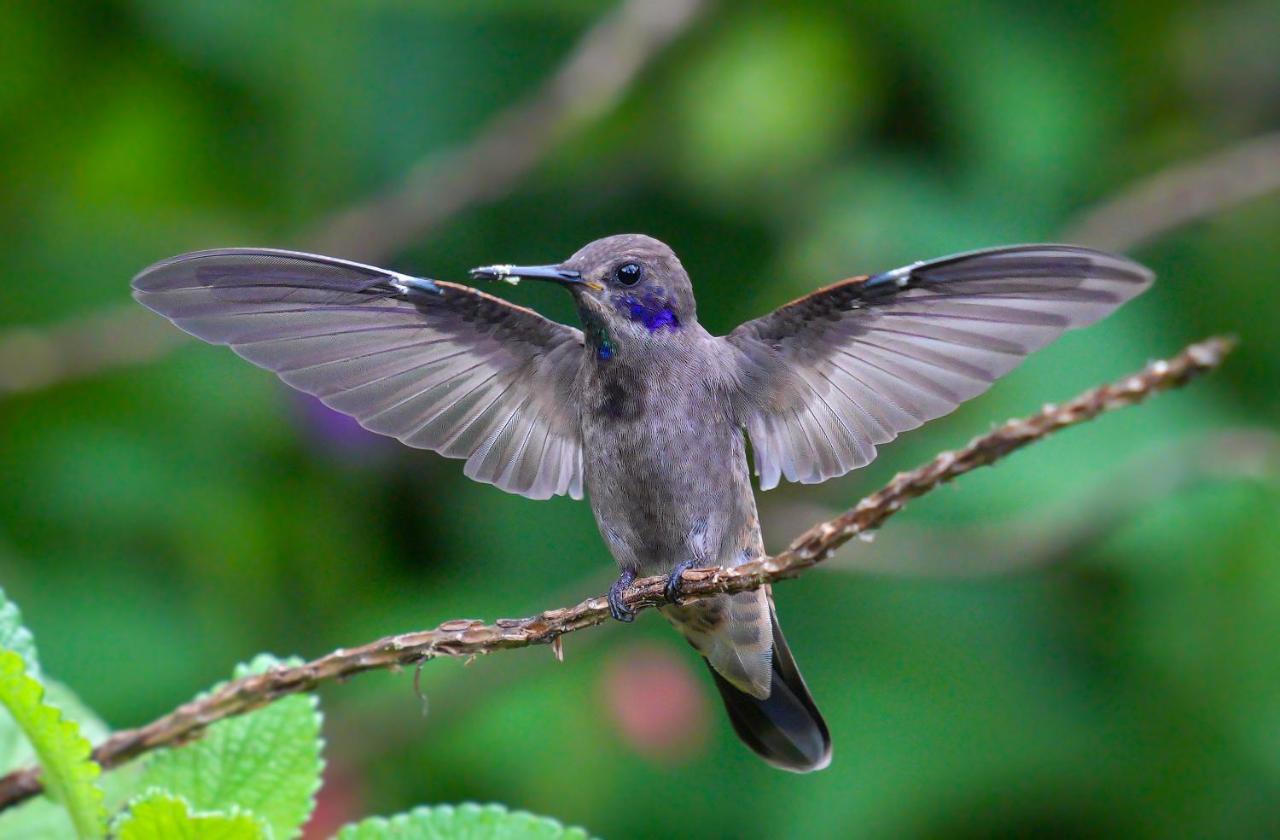 Arte De Plumas Birding Lodge Cartago Eksteriør bilde