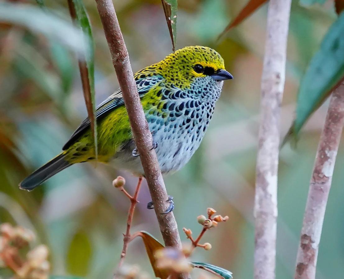 Arte De Plumas Birding Lodge Cartago Eksteriør bilde