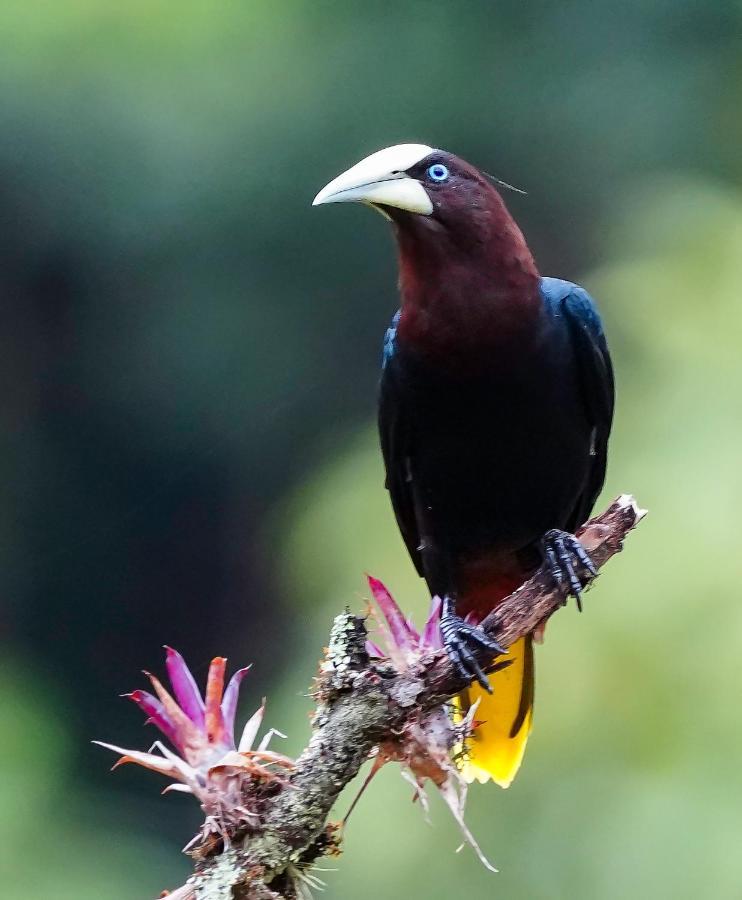 Arte De Plumas Birding Lodge Cartago Eksteriør bilde