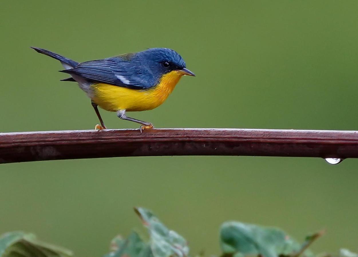 Arte De Plumas Birding Lodge Cartago Eksteriør bilde