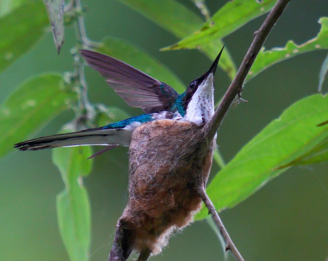 Arte De Plumas Birding Lodge Cartago Eksteriør bilde