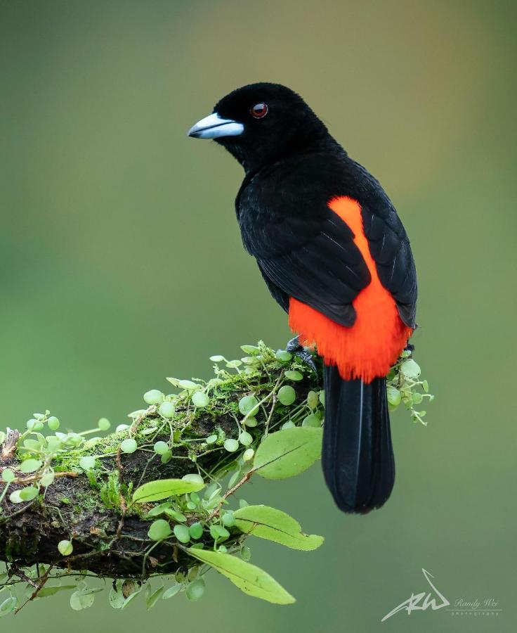 Arte De Plumas Birding Lodge Cartago Eksteriør bilde