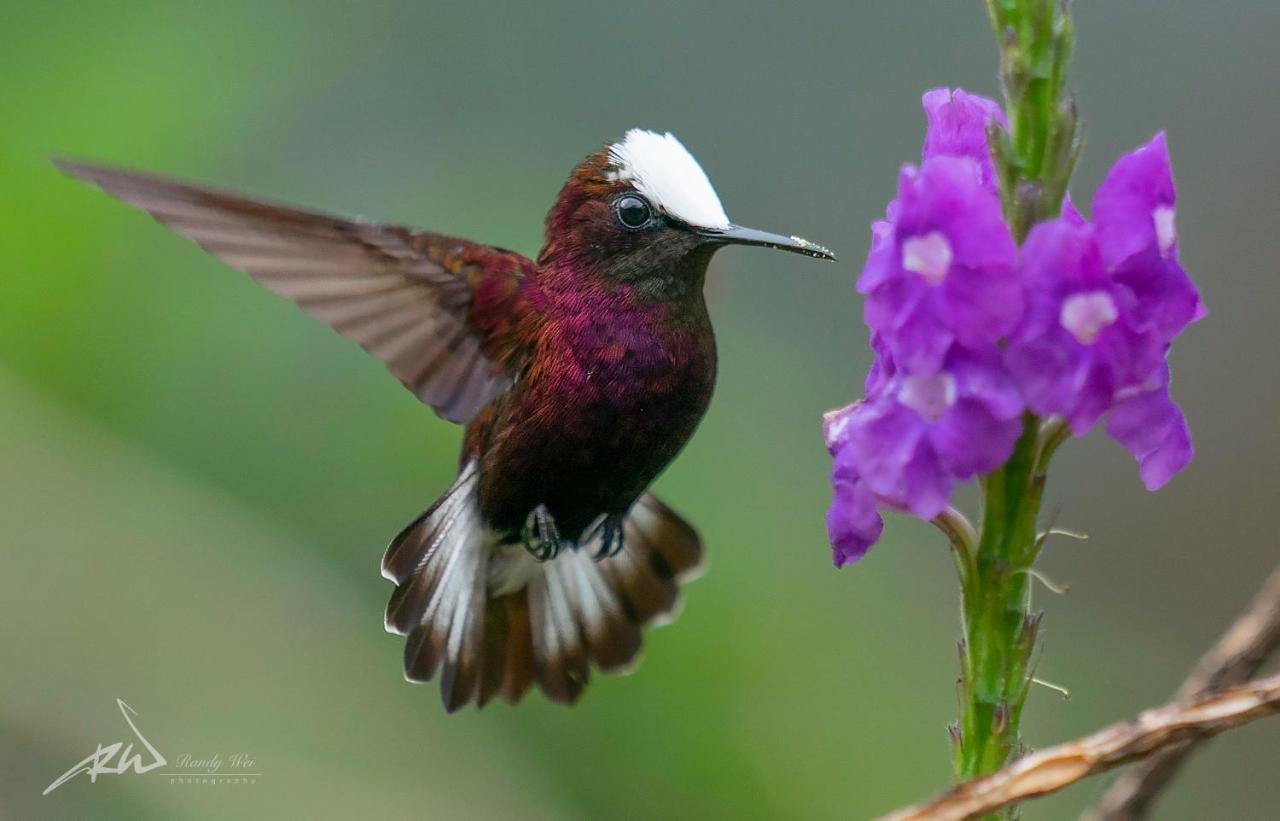 Arte De Plumas Birding Lodge Cartago Eksteriør bilde