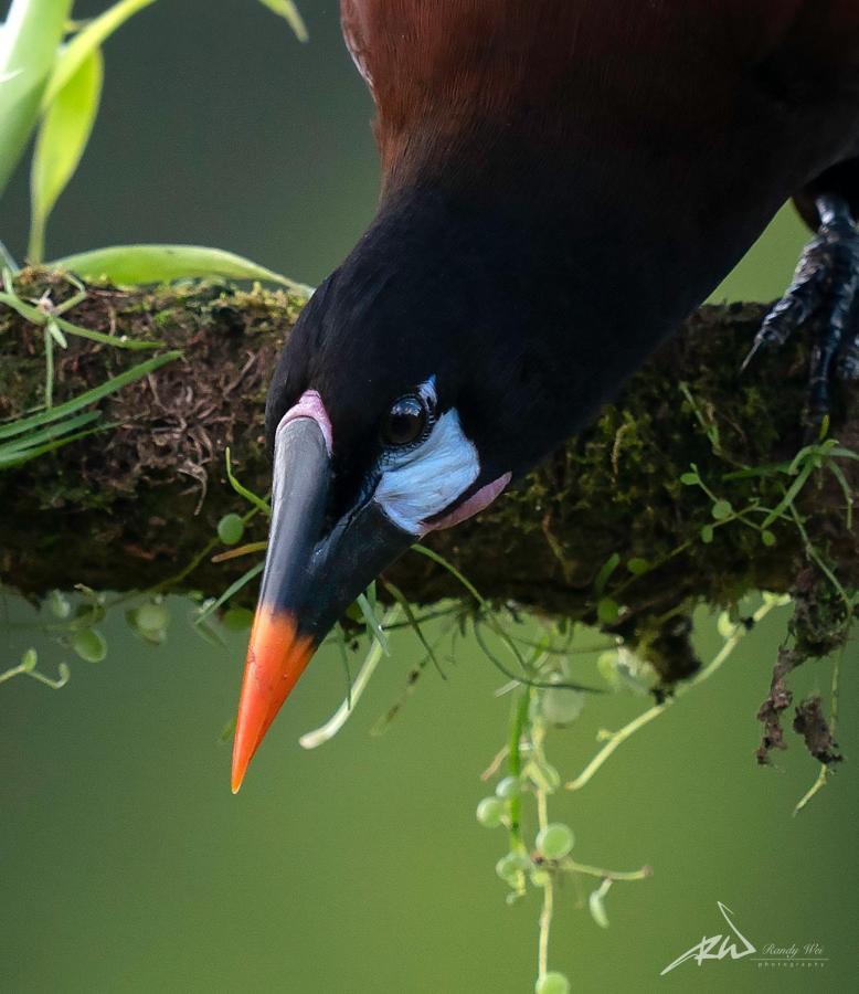 Arte De Plumas Birding Lodge Cartago Eksteriør bilde