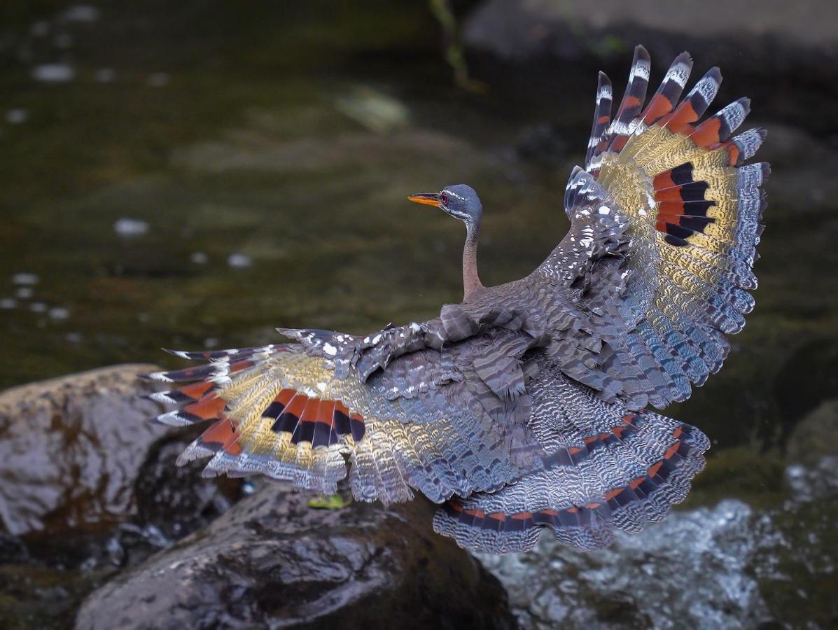 Arte De Plumas Birding Lodge Cartago Eksteriør bilde