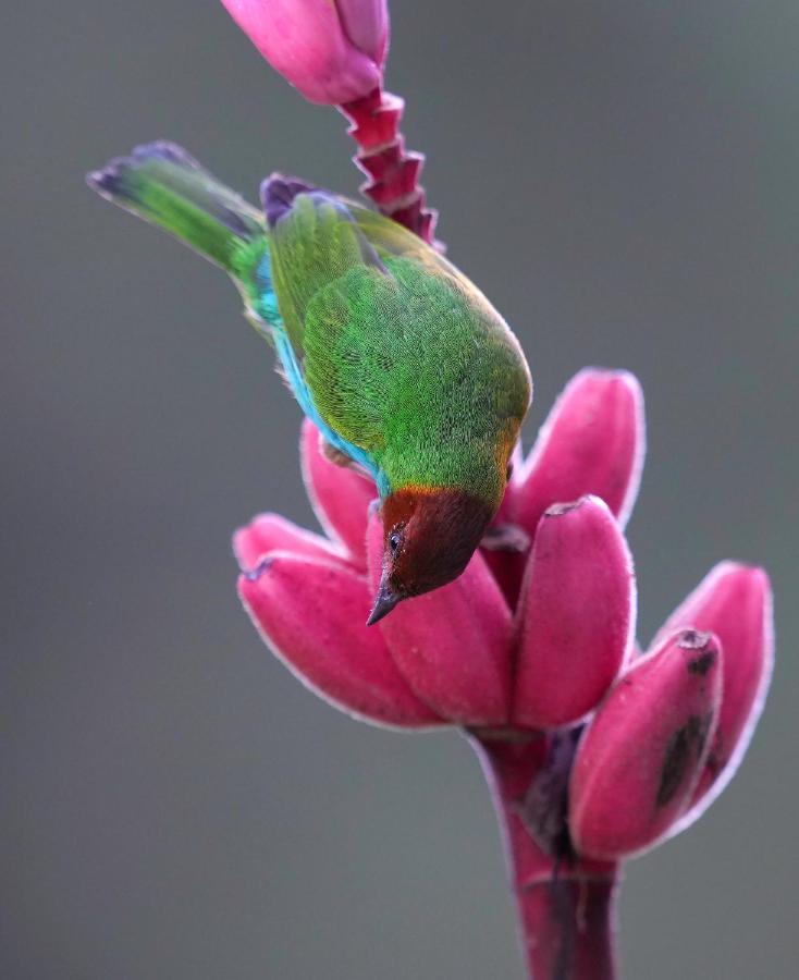 Arte De Plumas Birding Lodge Cartago Eksteriør bilde