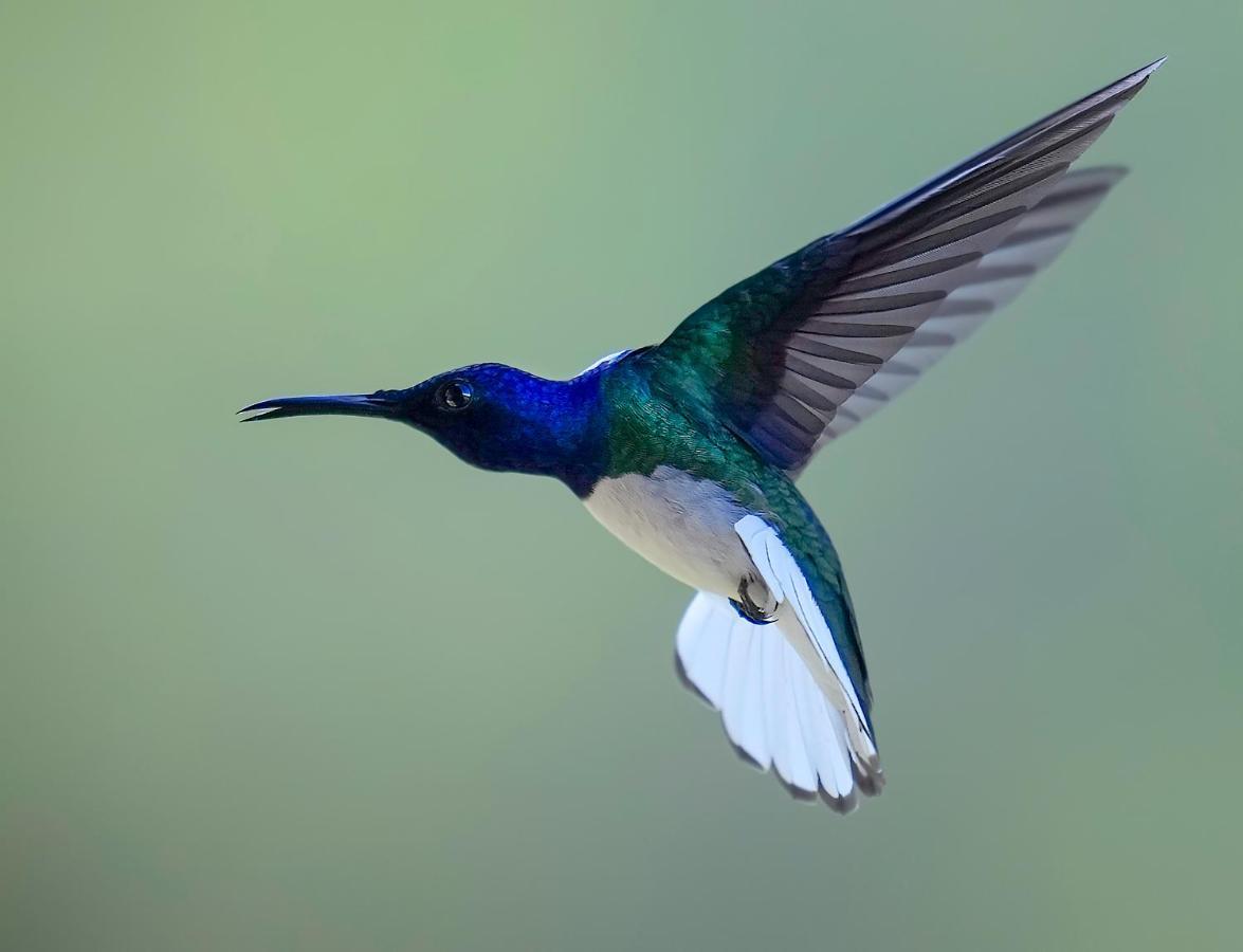 Arte De Plumas Birding Lodge Cartago Eksteriør bilde