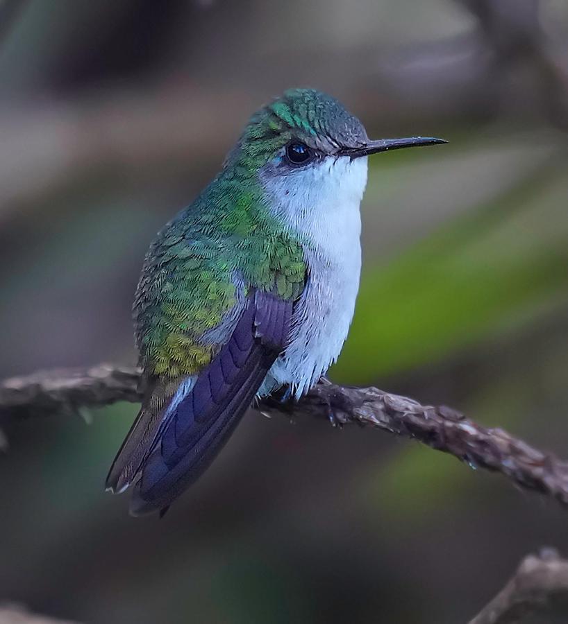 Arte De Plumas Birding Lodge Cartago Eksteriør bilde