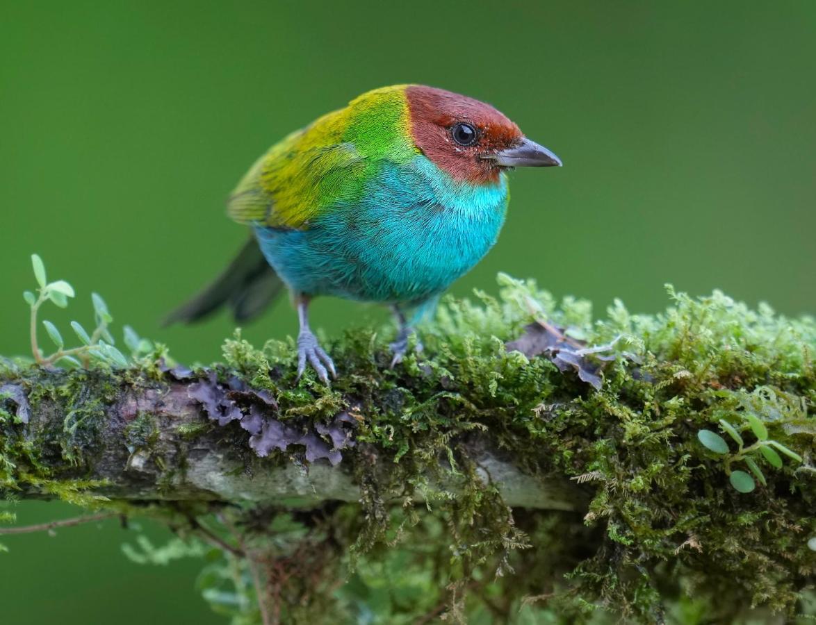 Arte De Plumas Birding Lodge Cartago Eksteriør bilde