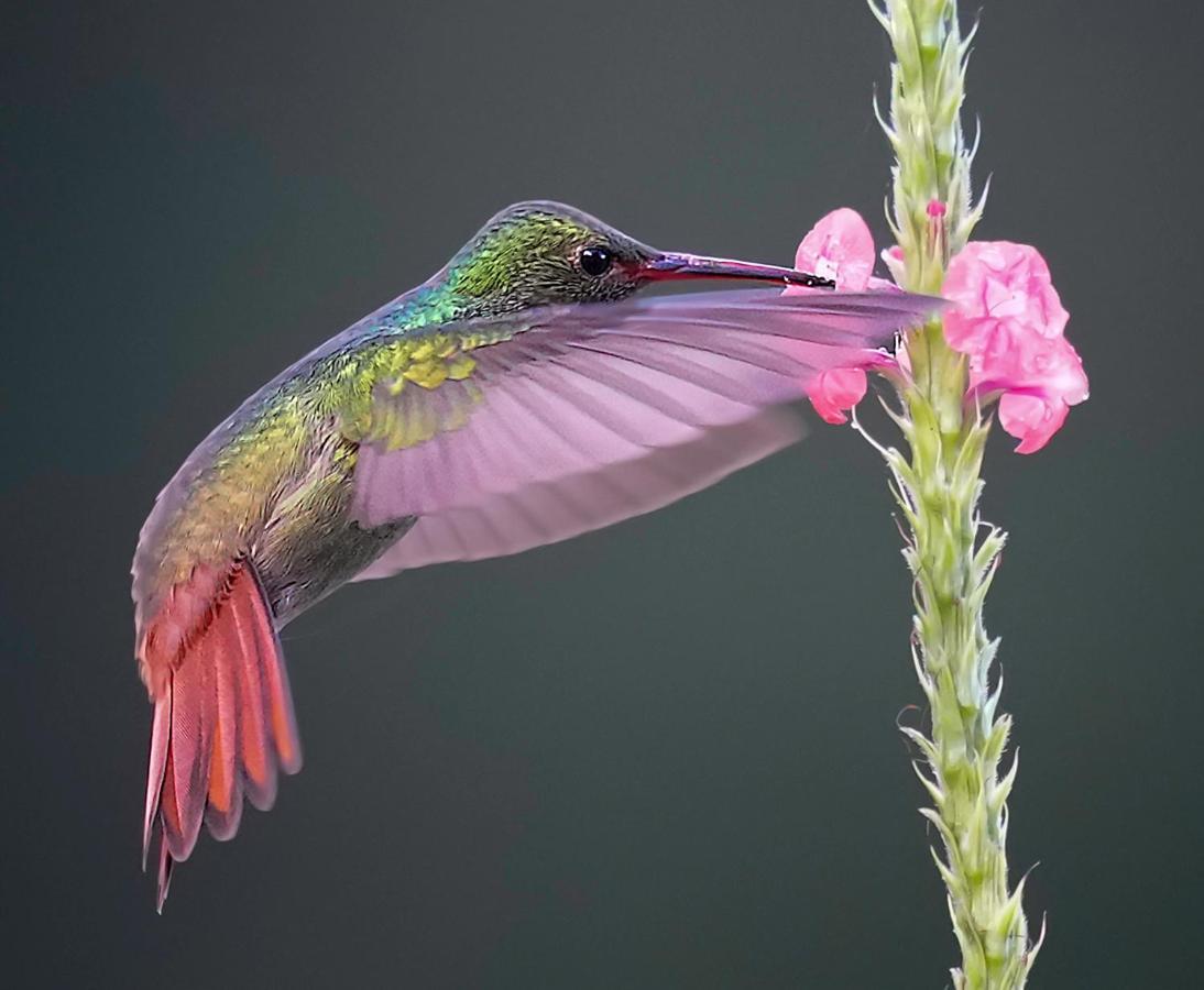 Arte De Plumas Birding Lodge Cartago Eksteriør bilde